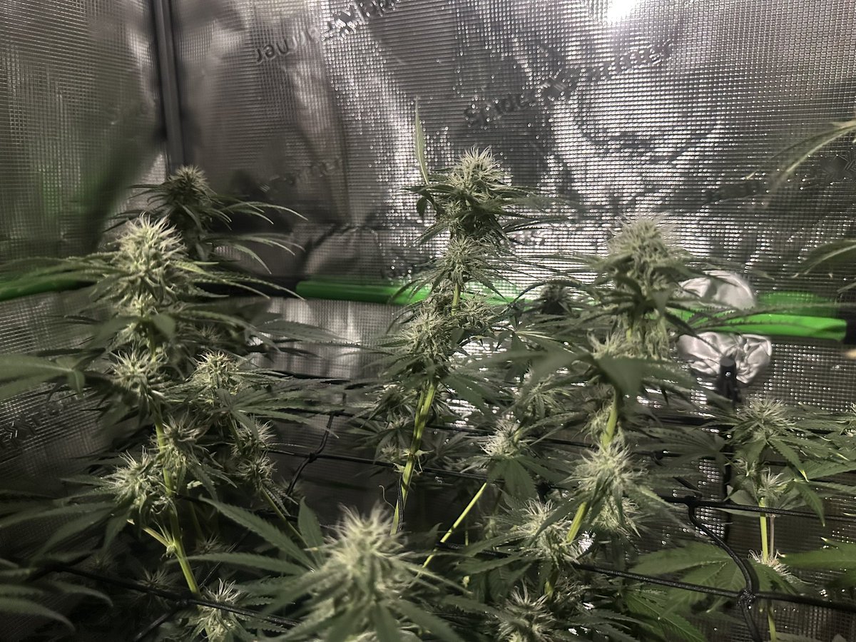 ThiccboiGrows's tweet image. Stacking more and getting super frosty. Resin rails on every sugar leaf already. Superb genetics. Strawberry Cheesecake from @staubingenetics.