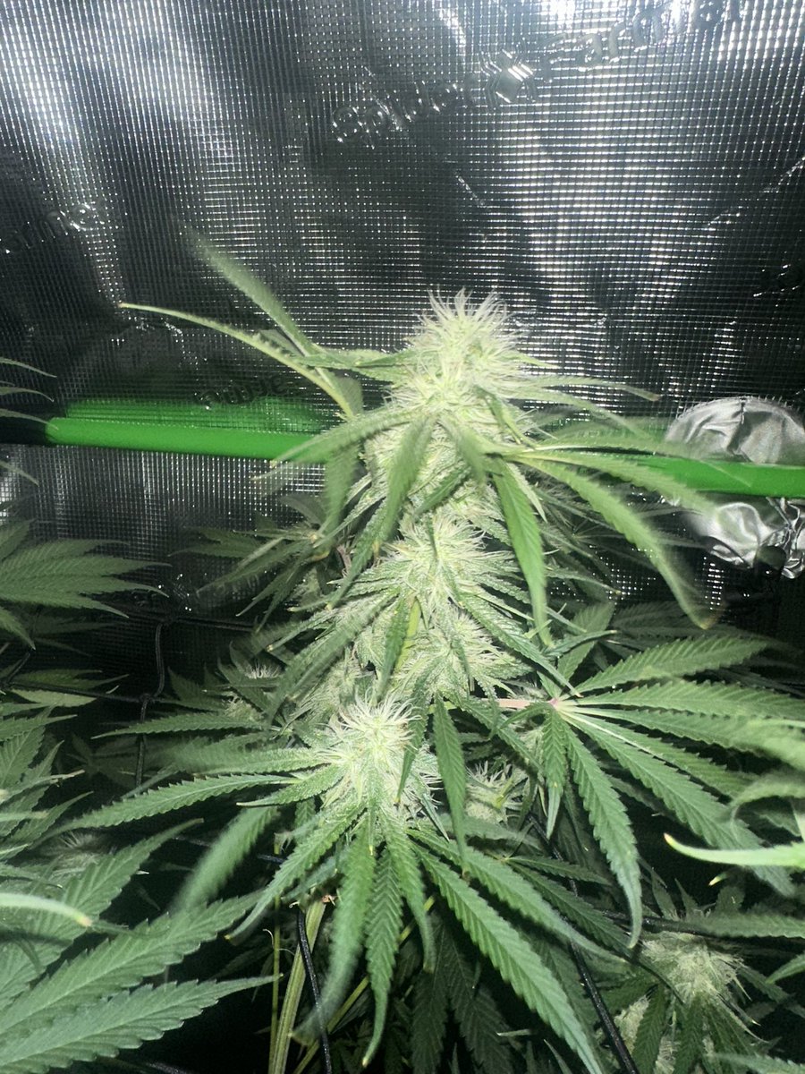 ThiccboiGrows's tweet image. Stacking more and getting super frosty. Resin rails on every sugar leaf already. Superb genetics. Strawberry Cheesecake from @staubingenetics.