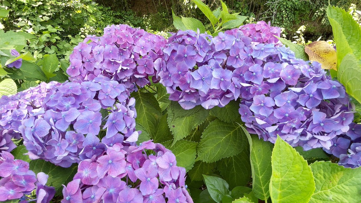 最近、暑すぎますね。。

チャレンジ宝箱でフレンド呼んだ時に
黒く映る方って、
呼ばれるのを拒否されてるんでしょうか？

 #ディズニーステップ