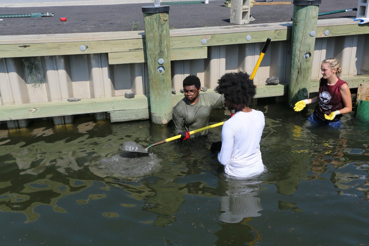 UMES (@umesnews) on Twitter photo UMES is proud to host Research Experiences for Undergraduates student Braxton Peace from <a href="/stonybrooku/">Stony Brook University</a> this summer! Working with Dr. Margaret Sexton, he’s helping with hands-on horseshoe crab research in Ocean City. 🌊🦀
📸: Kara Nuzback UMES is proud to host Research Experiences for Undergraduates student Braxton Peace from <a href="/stonybrooku/">Stony Brook University</a> this summer! Working with Dr. Margaret Sexton, he’s helping with hands-on horseshoe crab research in Ocean City. 🌊🦀
📸: Kara Nuzback