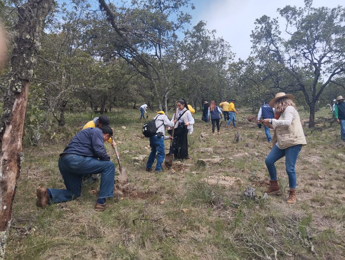 En el marco de la conmemoración del 
#DíaDelÁrbol en México, realizamos una jornada de reforestación en el Parque Natural La Beata, municipio de Amealco de Bonfil. ¡Por un Querétaro más verde! #CONTIGO 🌳