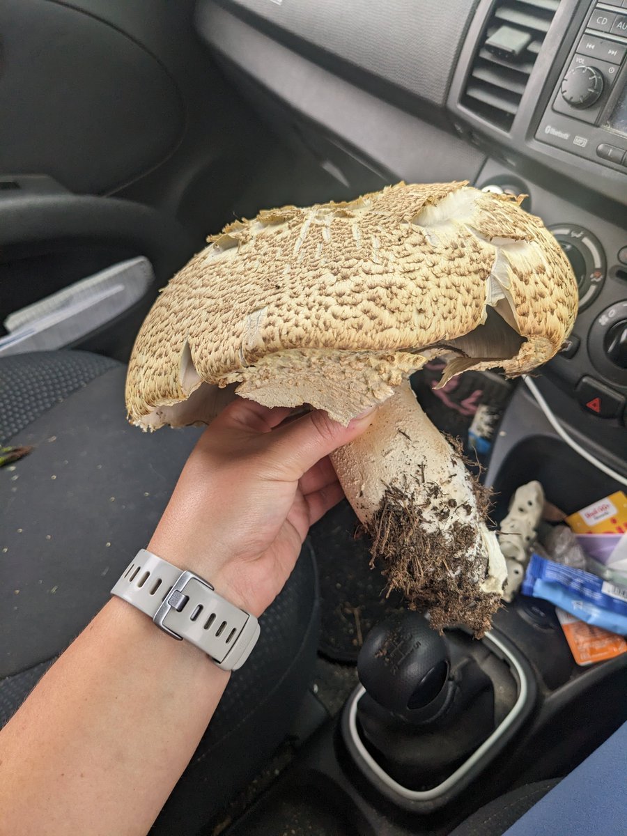 Wild foraging find of the week - a pristine monster of an Agaricus augustus ☺️ 

One of the best mushrooms I've tried so far, reminiscent of pork belly pan fried with some garlic white wine, and brown sugar

#wildforaging #foraging #wildmushroom #fungi #agaricus #wildfood