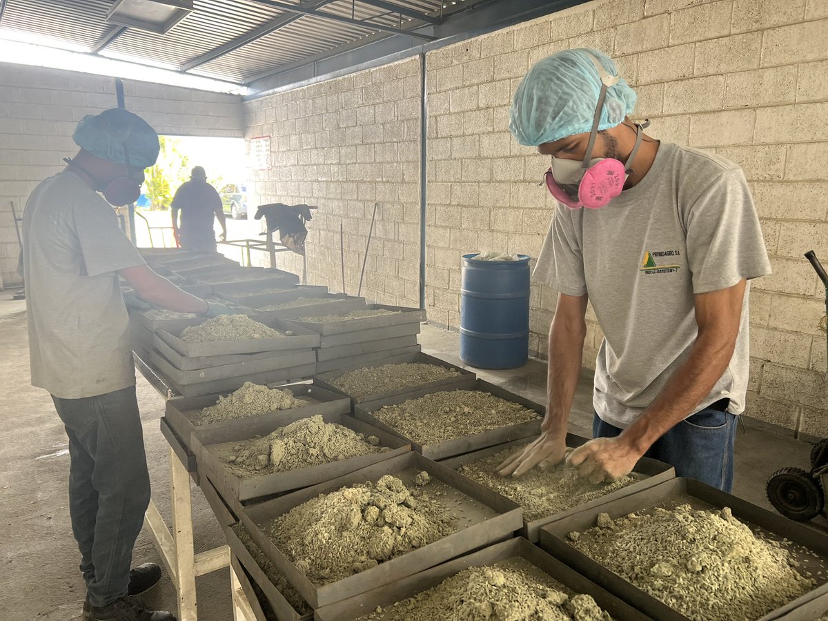 Continúa producción de Cobican en nuestros laboratorios de la filial Probioagro. 

Encaminados a aumentar la producción de este microorganismo benéfico para el control de candelilla en el cultivo de caña de azúcar.