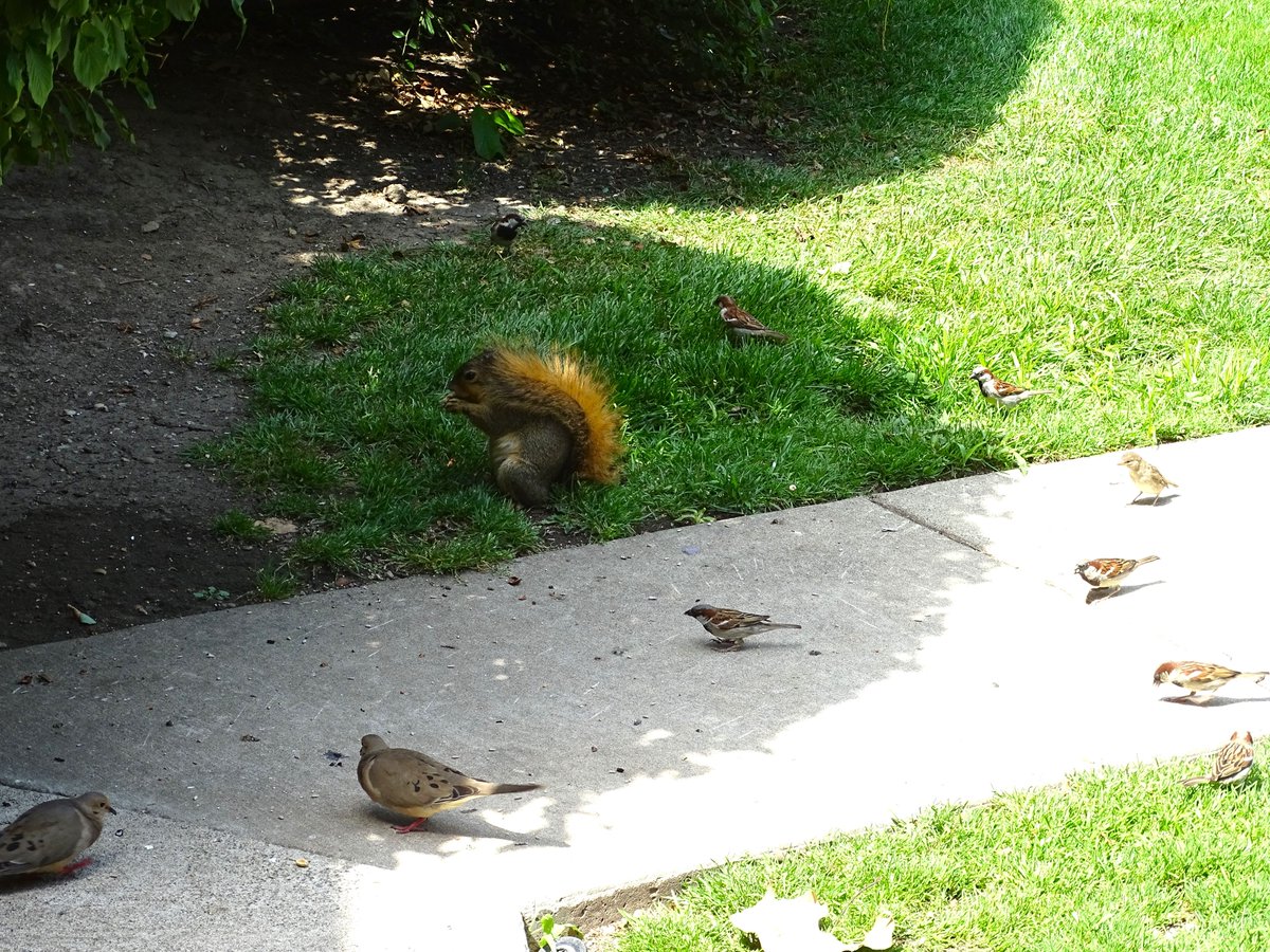Cora likes to mingle with the birds, everyone is treated equally in Cora's kingdom