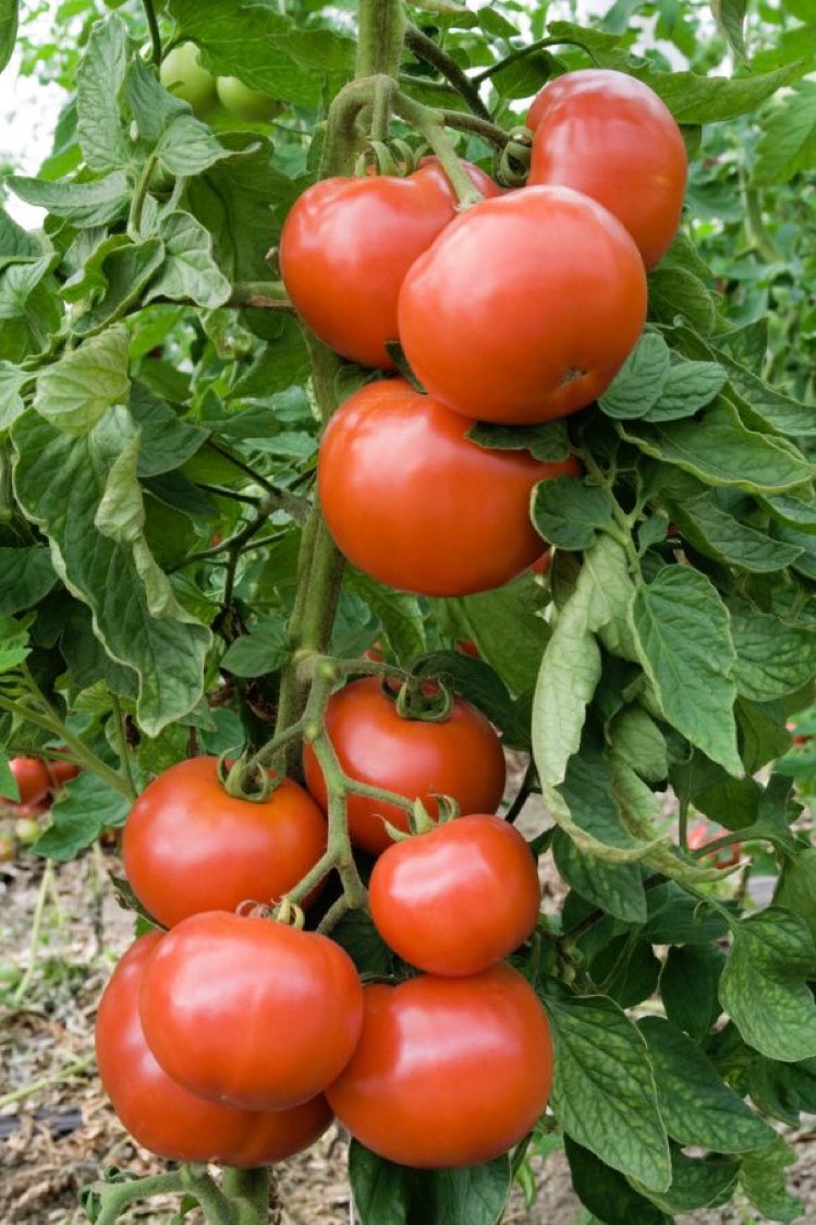 agrowale's tweet photo. #agrowale https://t.co/G8z60Ch9ek
