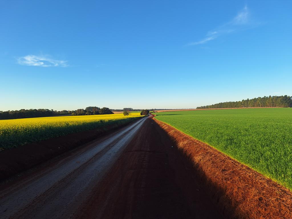 Tierra colorada, canola en flor a la izquierda, trigo a la derecha, maíz mas al fondo, y una granja de cerdos también detrás de la hilera de eucaliptos. Rotación 100% no existe el monocultivo de la soja.