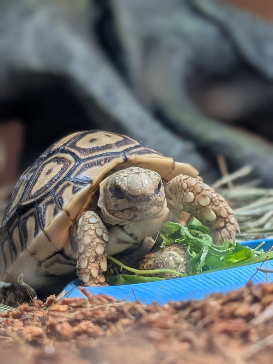 Little Mabel eating her food 🙂