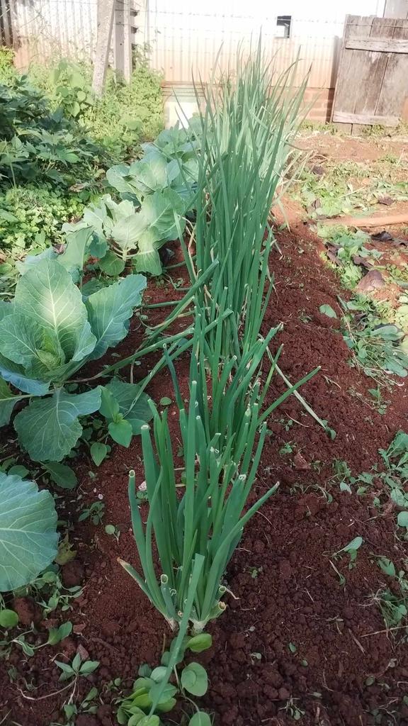Buenas tardes quiero mostrarles cómo sigue de guapo mi hijo Gerardo Acuña Bordón que con su tan corta edad de 16 años sigue produciendo el sustento    para el hogar, nunca nos falta verdura en nuestra pequeña huerta