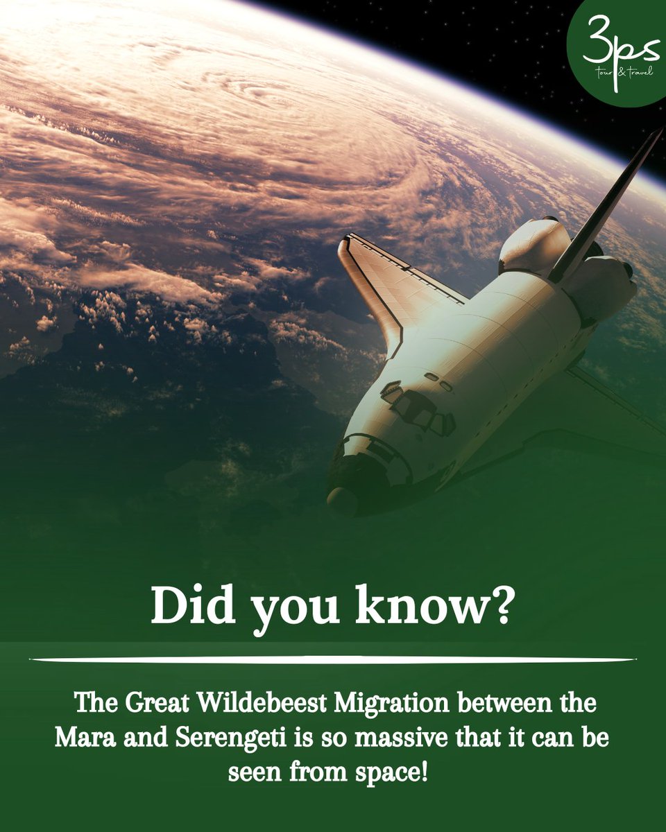 3psTour_travel's tweet image. The Great Wildebeest Migration between the Mara and Serengeti is so massive that it can be seen from space!

Book a tour today by sending us a DM or starting a chat with us on WhatsApp @ +254 795 998 025
#the3pstouramdtravel #3psexperience #MigrationSeason