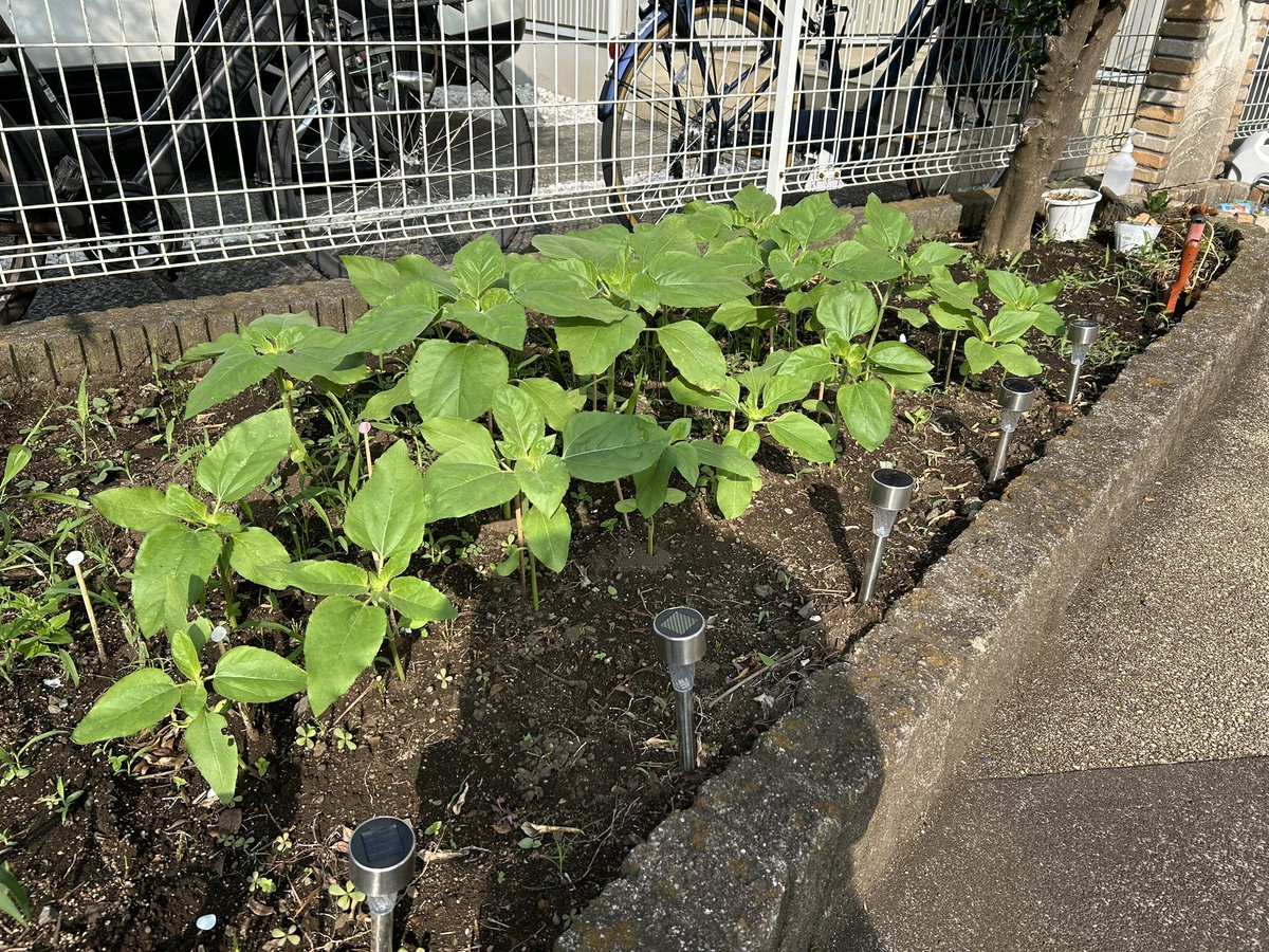 昨日は青空に太陽が眩しくて、ひまわりも一段と成長してました🌻