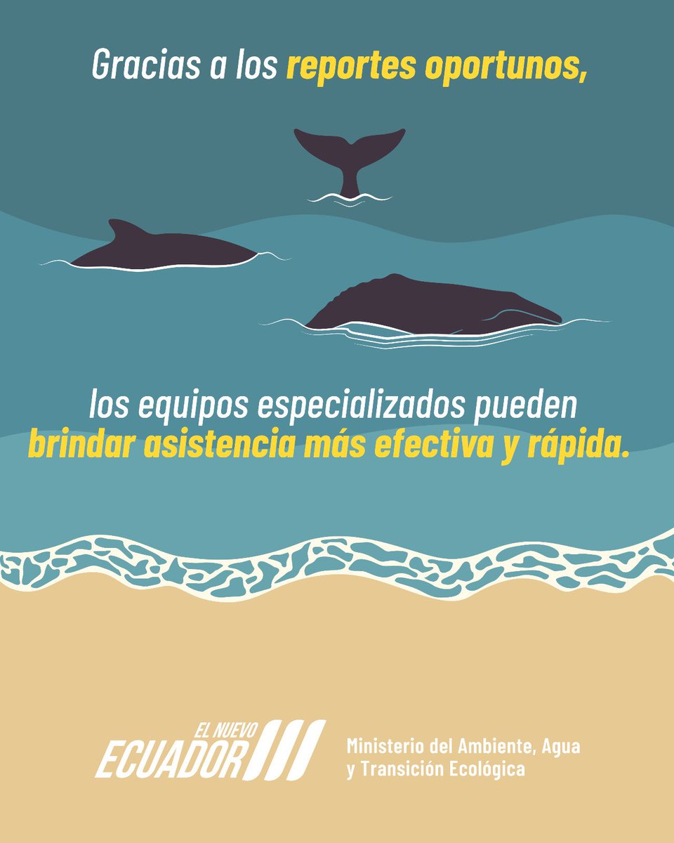 🚨 Si observas una ballena varada o enmallada en el mar o costa ecuatoriana:
📞 Reporta de inmediato: ✅ ECU 9-1-1

🧡 ¡Ayúdala! Tu aviso salva vidas.