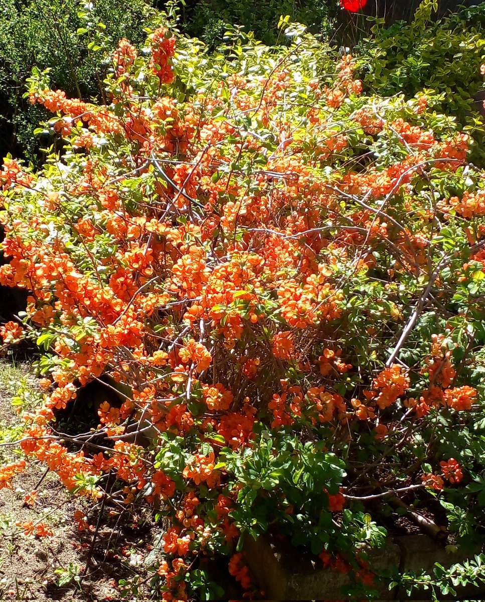 Катерина Галич tweet media