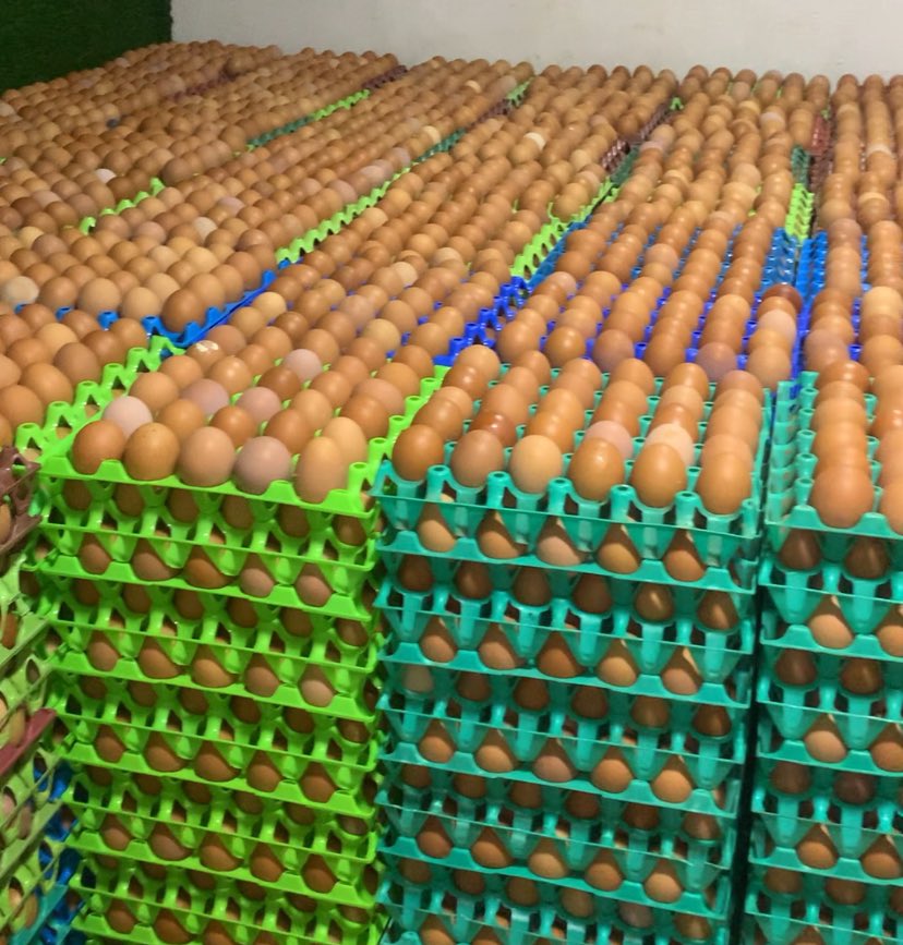 Big Dabs (@bigdabs_) on Twitter photo <a href="/__Inyene/">Inyene Ukpe-Chukwu</a> Everyone, i just started egg biz
Please patronize me ๐ฅน๐๐พ, please patronize me, fresh and directly from the farm. Please ๐๐พ patronize me.
My eggs are fresh and directly from the farm.
Store Location: Balogun market iju ishaga before fagba bustop Lagos.
5300 per crate. <a href="/__Inyene/">Inyene Ukpe-Chukwu</a> Everyone, i just started egg biz
Please patronize me ๐ฅน๐๐พ, please patronize me, fresh and directly from the farm. Please ๐๐พ patronize me.
My eggs are fresh and directly from the farm.
Store Location: Balogun market iju ishaga before fagba bustop Lagos.
5300 per crate.