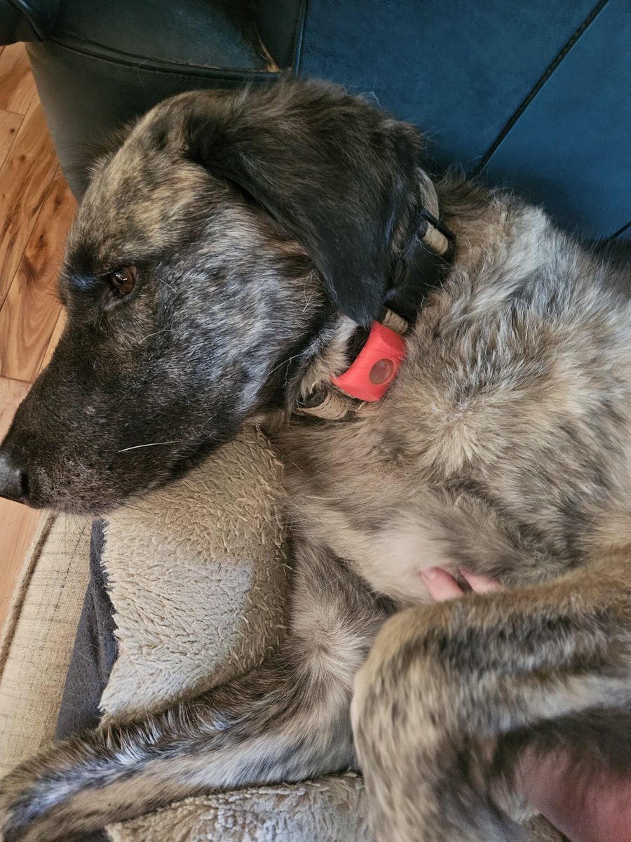 Hi there frens! Just wanted to tell about the new flea/tick stuff momma put me on. It's called FurLife. Since momma put it on me,  NOT 1 TICK OR FLEA!!! It's amazing &amp; all-natural essential oils! It's the red thing on my neck. #dogsofx #kindheartedCookie #TankandPuggieForever