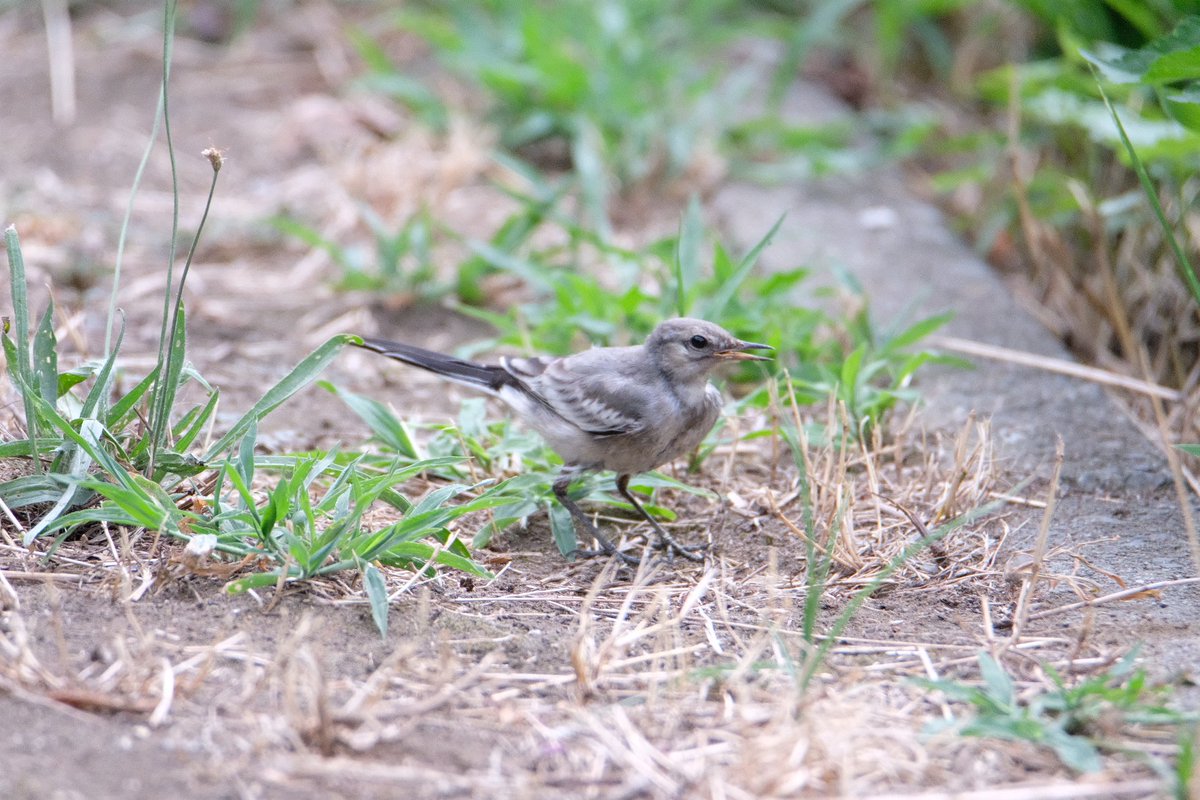 おはようございます！