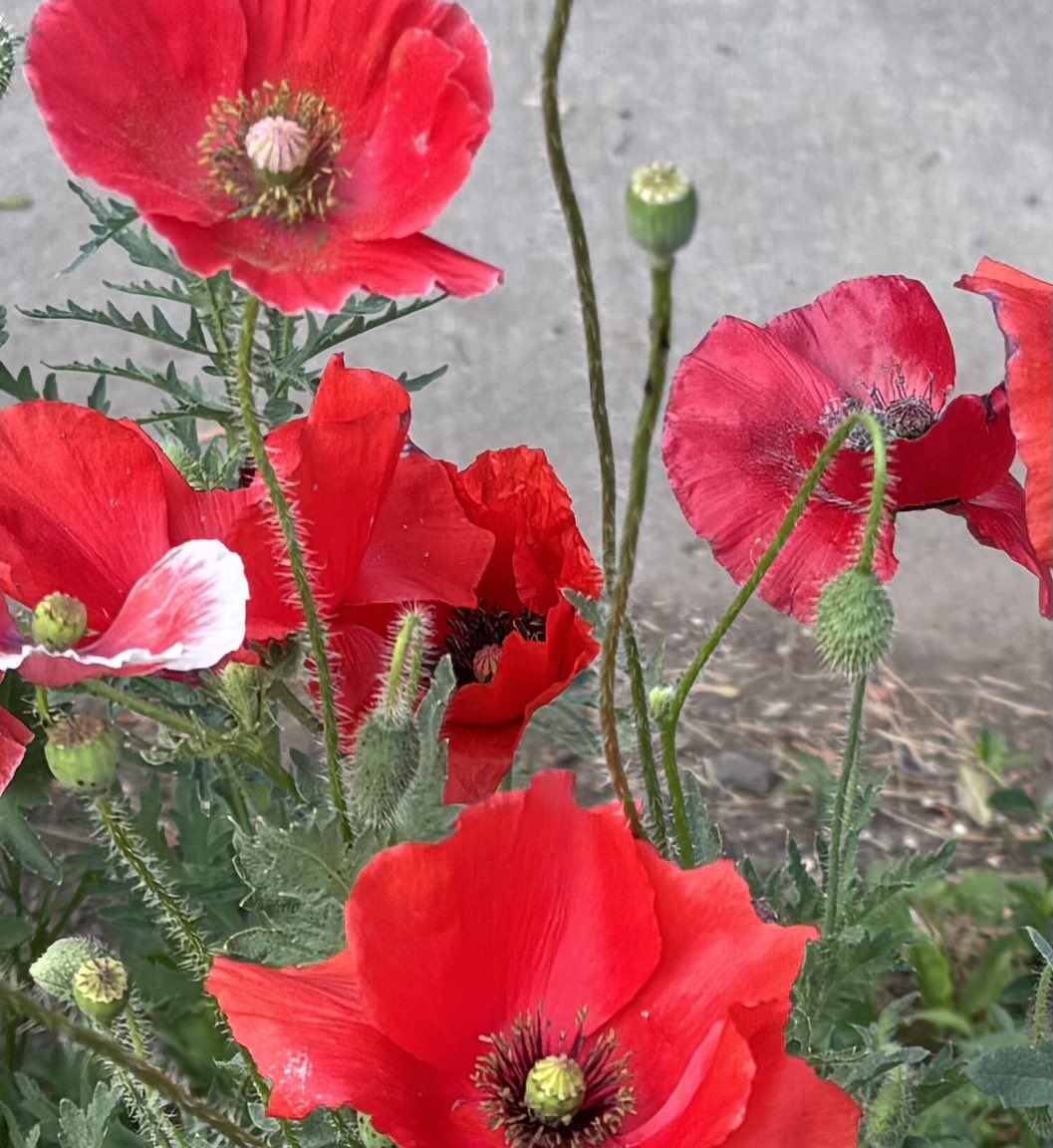 JessEvans915's tweet image. I saw some stunningly beautiful poppies on my way home from the gym this morning. I had to turn around a take some pictures. Then I went to a coffee shop and started sketching them. I wonder what my next painting will be. 🤔 #poppies #pencilsketch #paintprocess