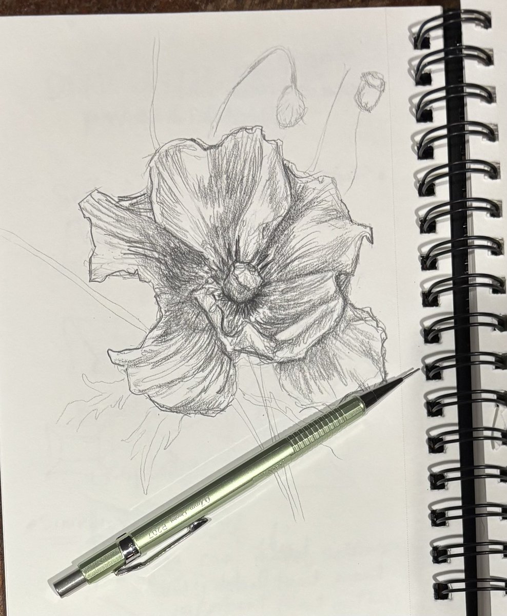 JessEvans915's tweet image. I saw some stunningly beautiful poppies on my way home from the gym this morning. I had to turn around a take some pictures. Then I went to a coffee shop and started sketching them. I wonder what my next painting will be. 🤔 #poppies #pencilsketch #paintprocess