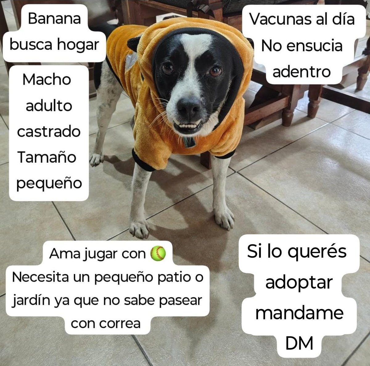cynthibritos's tweet image. Este enano está en Zona Oeste pero lo puedo trasladar. Necesita una casa con patio y alguien dispuesto a enseñarle porque no sabe caminar con correa. Agradezco la difusión. @CasluPadin @lagarzasosa_ @BarbaraFloris @Fruticienta @lamamadelpocho @Lubi_Lb @beluu14