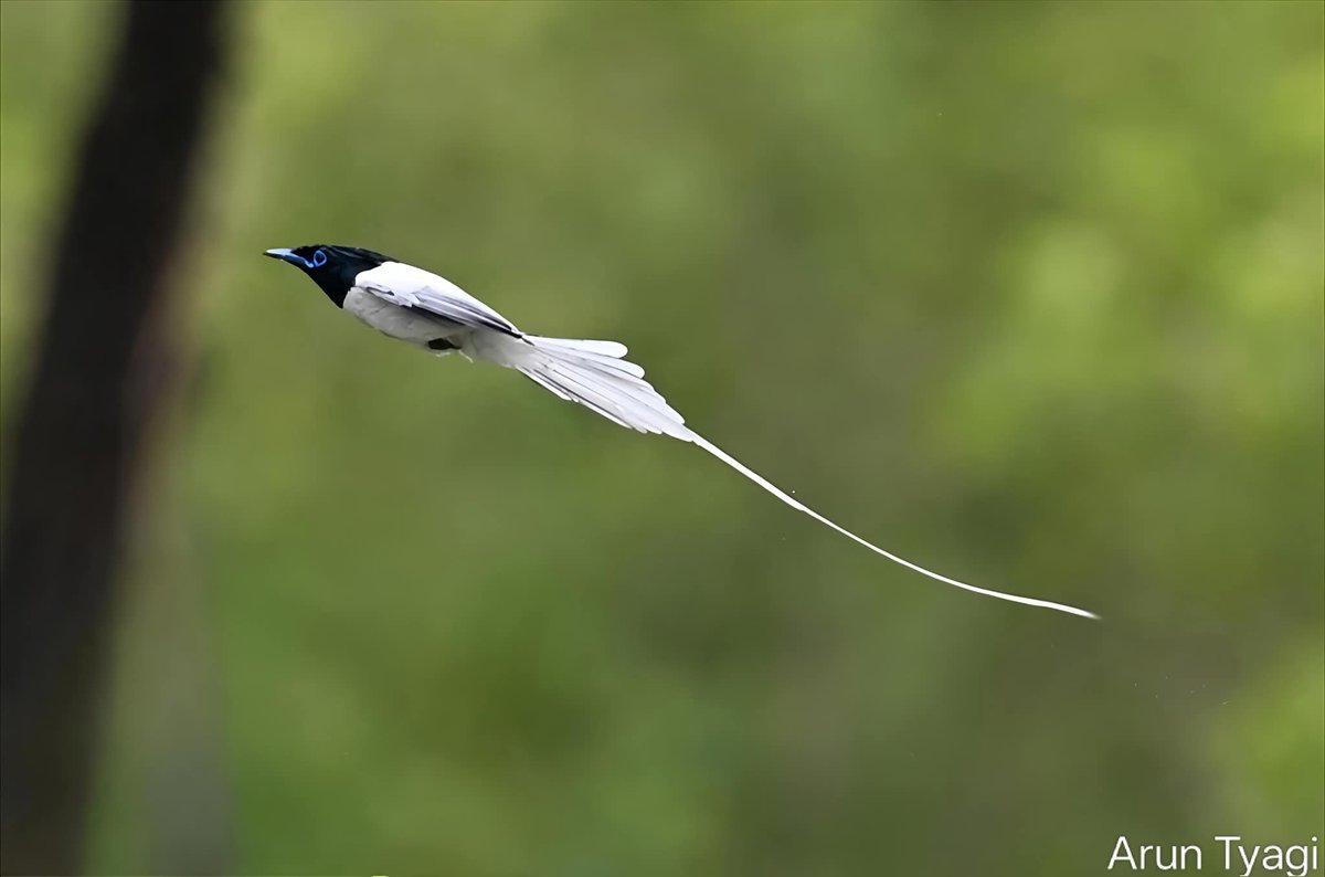 Өглөөний мэнд 
Good morning

Би Домгийн шувууг шонхор, бүргэд шиг биш,тогос тогоруу шиг биш яг ийм л гэж төсөөлдөгдөө
Та бүхэн сайхан наадаарай🇲🇳🇲🇳🇲🇳