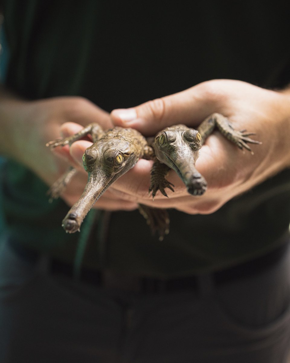 FortWorthZoo's tweet image. It’s a Gharial 3-PEAT! 👏🐊🎉
For the third year in a row, the Fort Worth Zoo is celebrating the successful hatching of multiples of the critically endangered gharial crocodile. With two new hatchlings, we remain the only institution in North America to produce multiples of the…