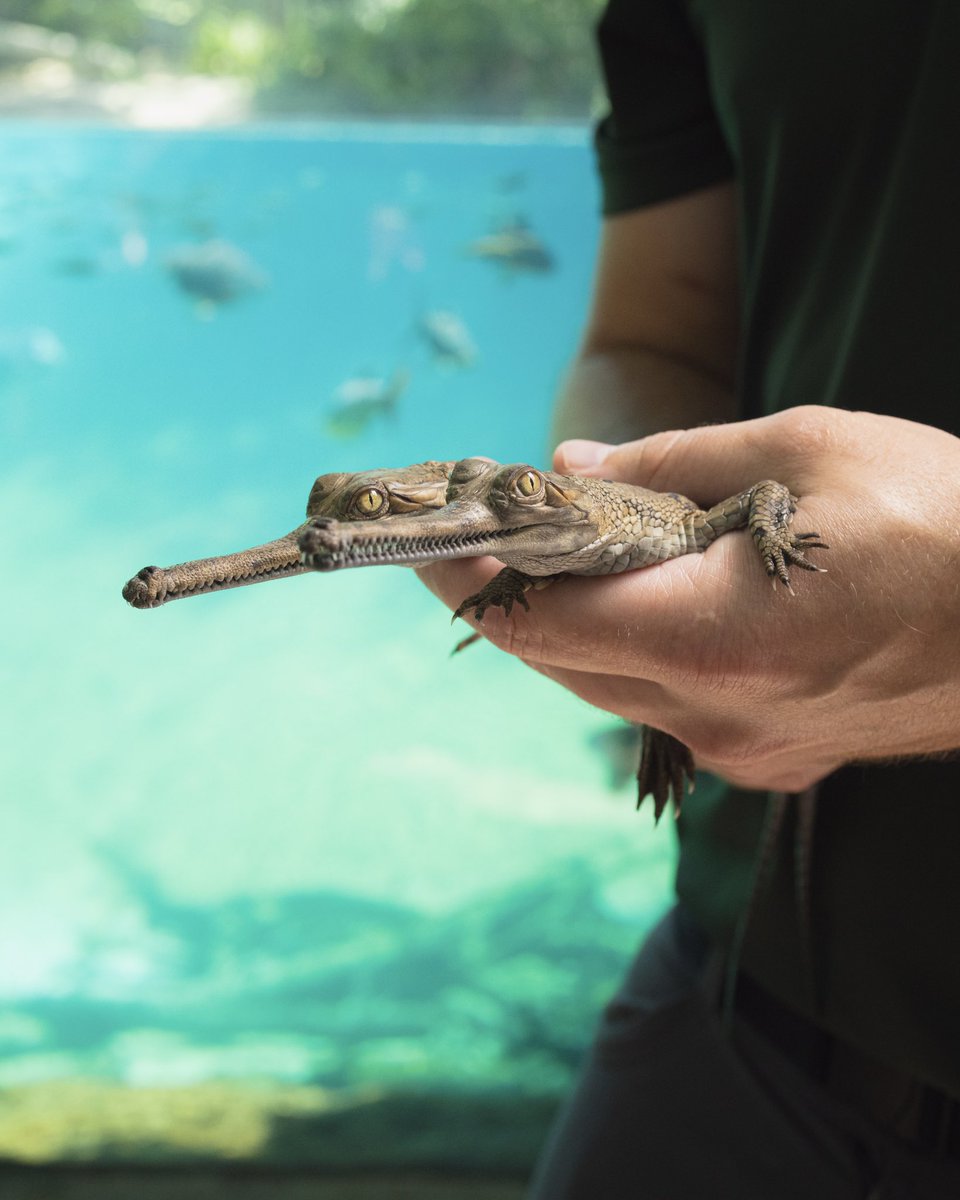 FortWorthZoo's tweet image. It’s a Gharial 3-PEAT! 👏🐊🎉
For the third year in a row, the Fort Worth Zoo is celebrating the successful hatching of multiples of the critically endangered gharial crocodile. With two new hatchlings, we remain the only institution in North America to produce multiples of the…