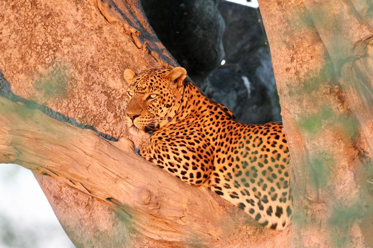 Rothschild Safaris tweet media