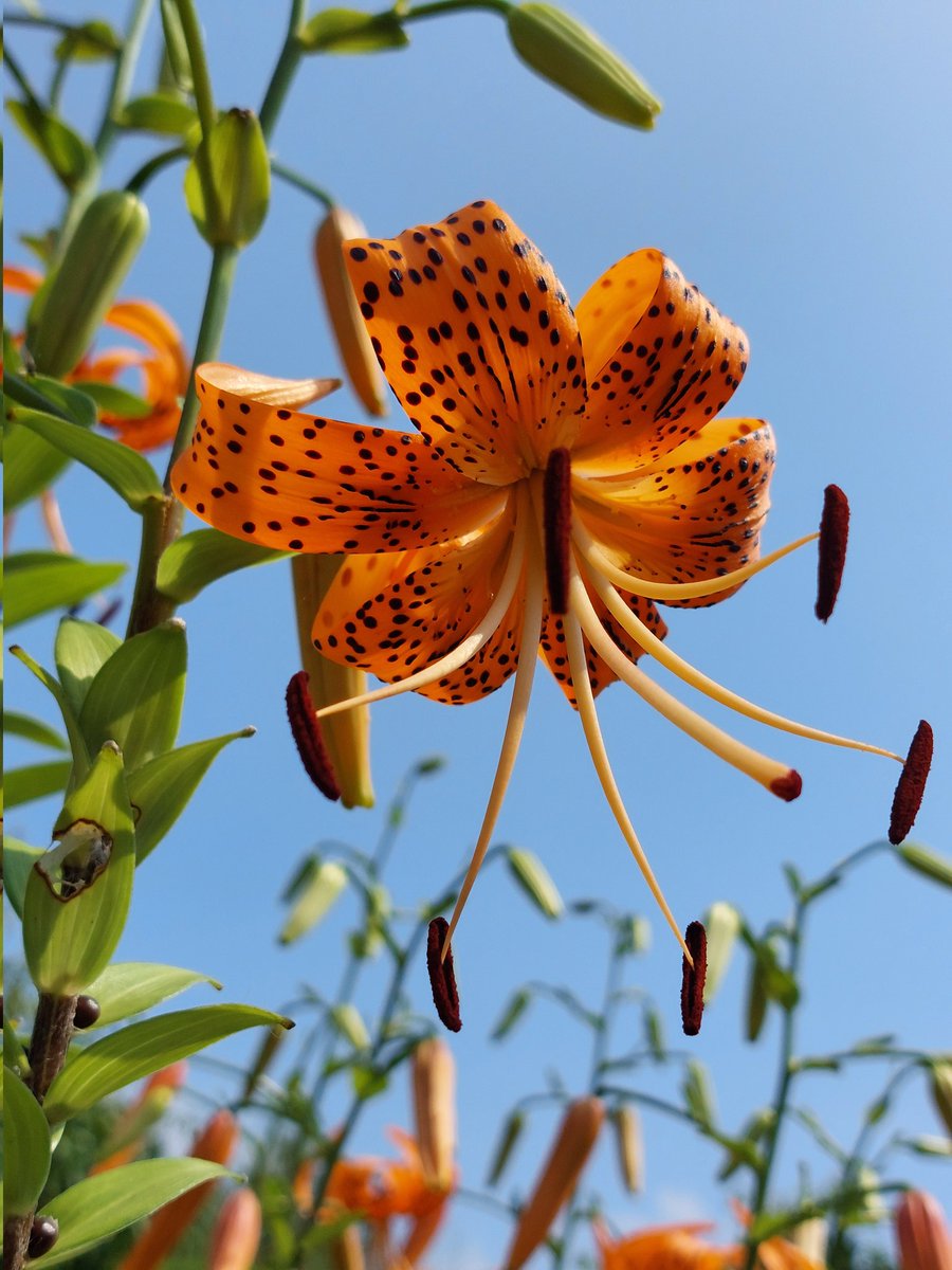 dHuHBSNDDW6QiBo's tweet image. 7/11(金)☀️おはようございます
🍀皆さま🍀
ご訪問有難うございます🥰
オレンジに
黒い斑点が特徴の鬼ユリ
くるりんした姿が可愛いです🎵
花言葉♡可憐 陽気 威厳 気高さ
暑さと上手にお付き合いして
今日も陽気に参りましょう(^.^)*゜
本日も宜しくお願い致します💞😊🍀
#お花大好き