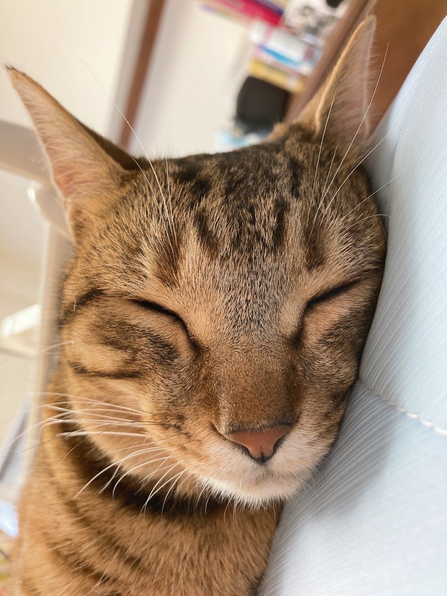 ヨッシー (@AOGSDkw5Qmr1X51) / Posts / X