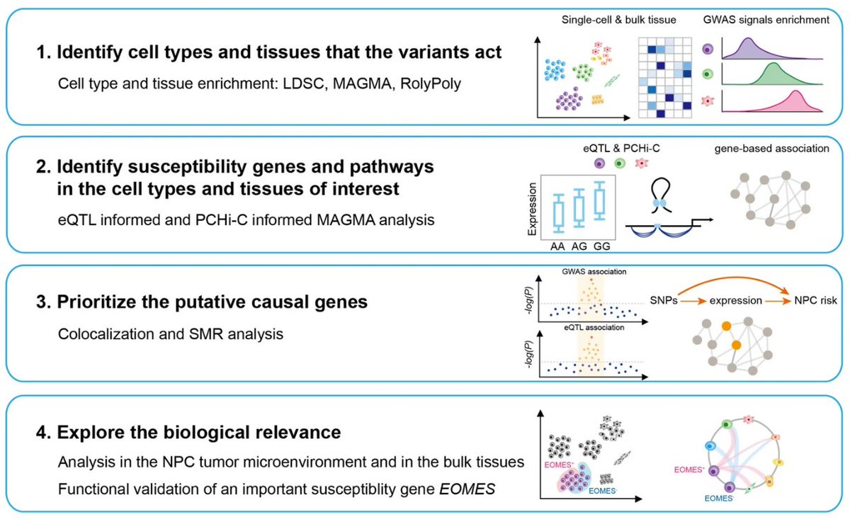 Immune_News's tweet image. New in @GenomeBiology!
A team at Sun Yat-sen University performed a meta-#GWAS and identified susceptibility genes for nasopharyngeal #carcinoma.
bit.ly/4lmnE7e