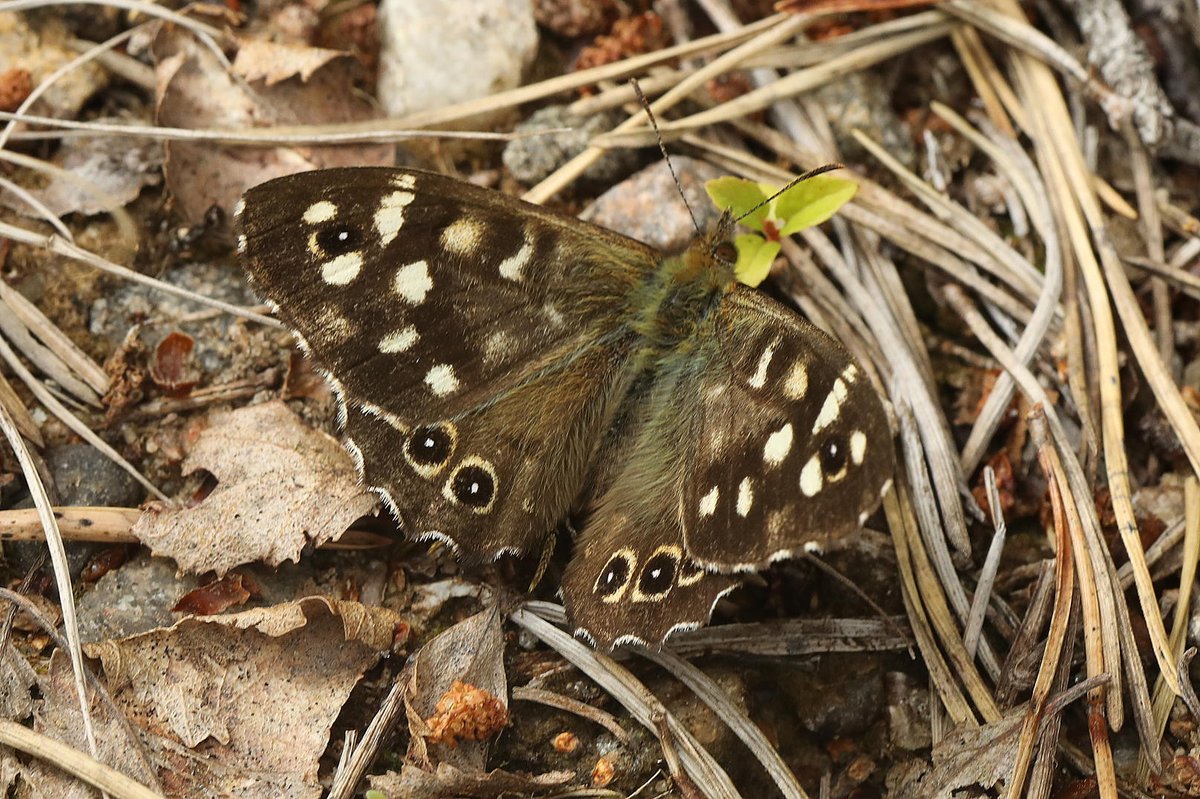 Speckled wood butterfly (Pararge aegeria) on one of the visitor footpaths in Glen Affric today.