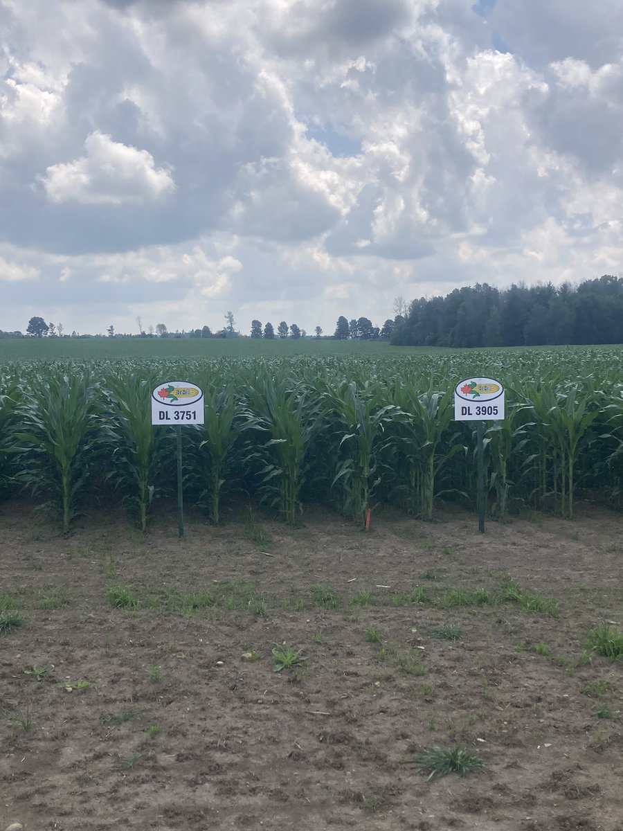 When in Teviotdale….be sure to check out Mapleton's Organic Dairy and get some delicious ice cream!  And while you’re at it, head towards Kenilworth and check out some corn!  We have an amazing plot with 18 varieties on sideroad 7W!  🌽