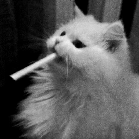 Black. (@blackdreamvibes) on Twitter photo 