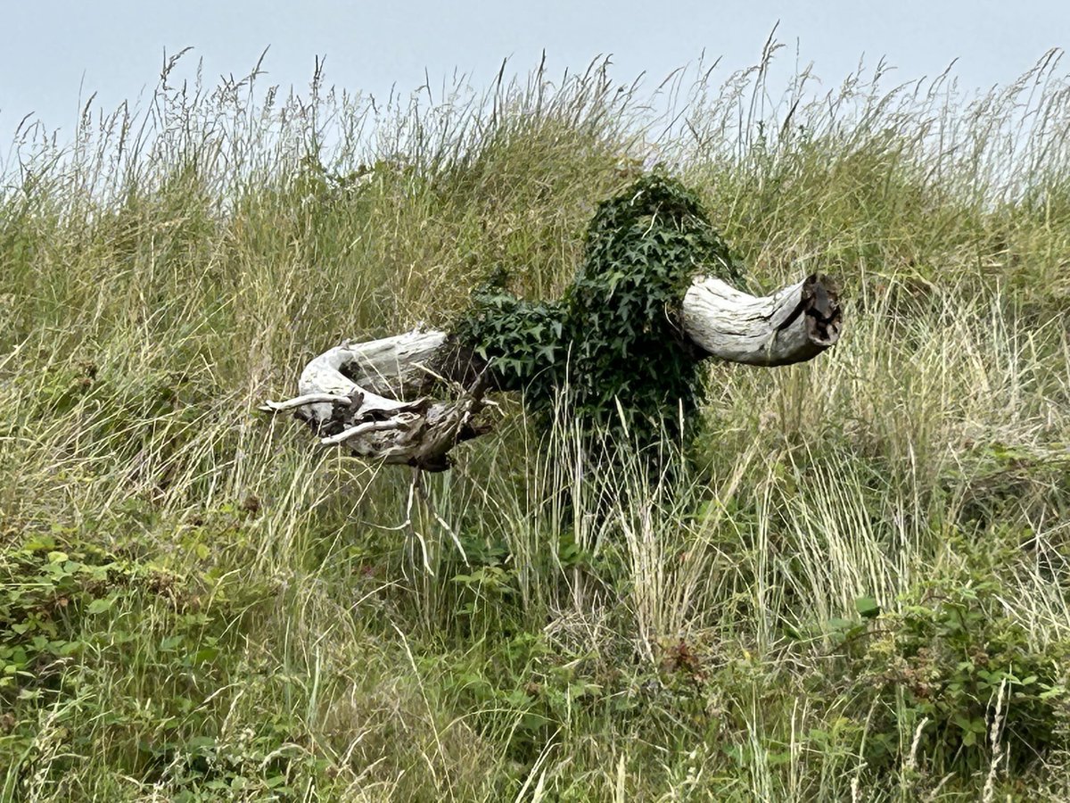 Interesting thing by the roadside, Rossnowlagh, Co. Donegal !