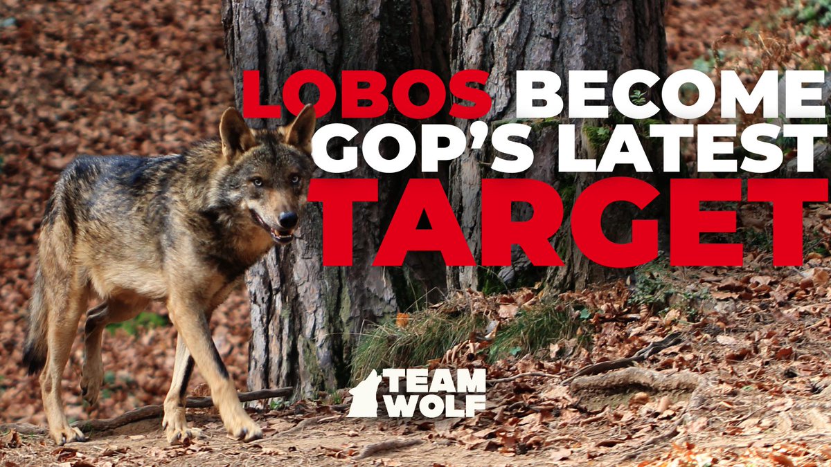 🚨A new bill—HR 4255—would strip Mexican Gray Wolves of endangered status—gutting protections &amp; recovery efforts. Reps. Gosar &amp; Boebert want more killing, even as the species remains at serious risk. Tell Congress: Hands off our wolves. TeamWolf.Org  🐺