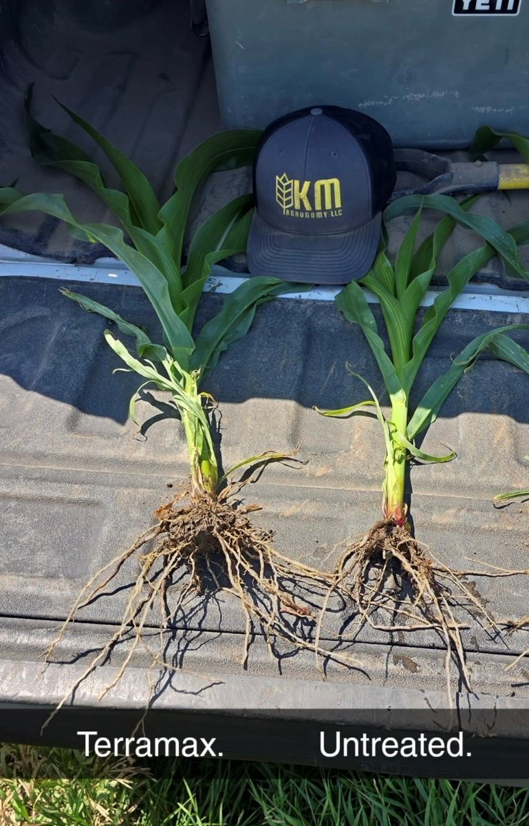 Thanks to KM Agronomy for sending in this awesome photo of MicroAZ Dry in action!
MicroAZ Dry:
-Captures atmospheric nitrogen and converts it into a usable form for the plant
-Enhances root development for better nutrient uptake
terramaxag.com/product/corn/m…