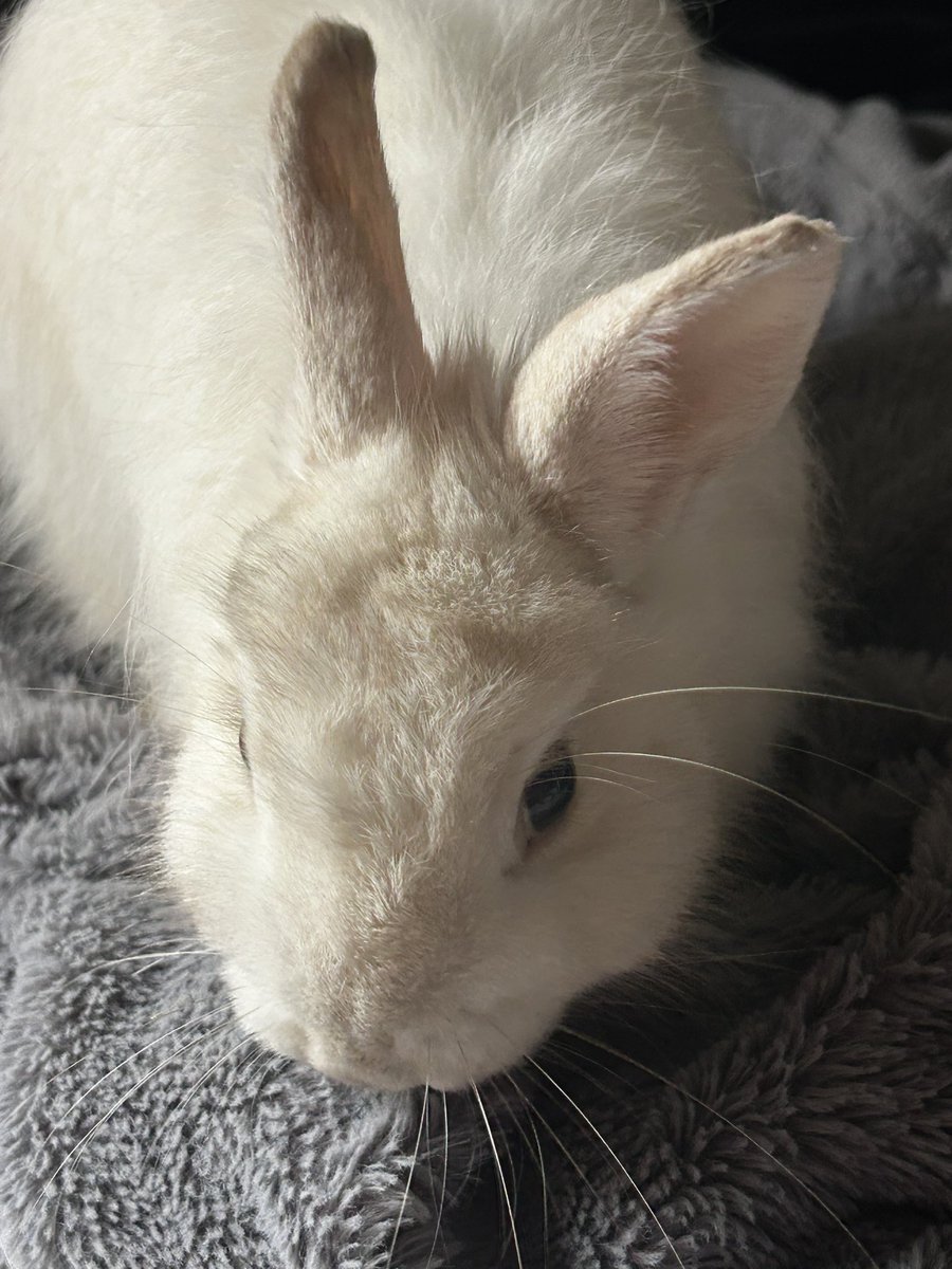 ronzns's tweet image. Je l’aime trop