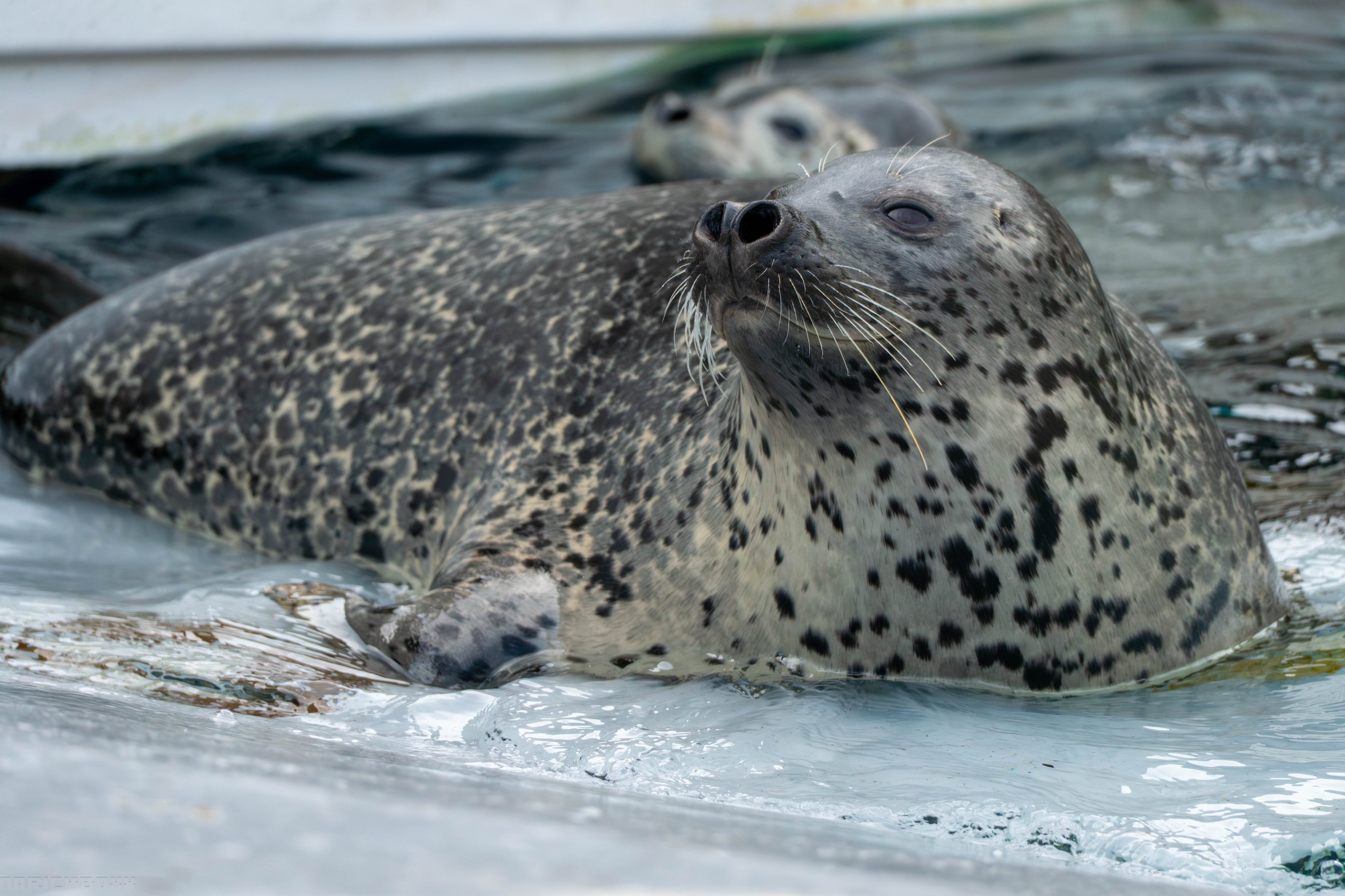 動物園シリーズ 確認用 アザラシ 動物園シリーズ 確認用 アザラシ