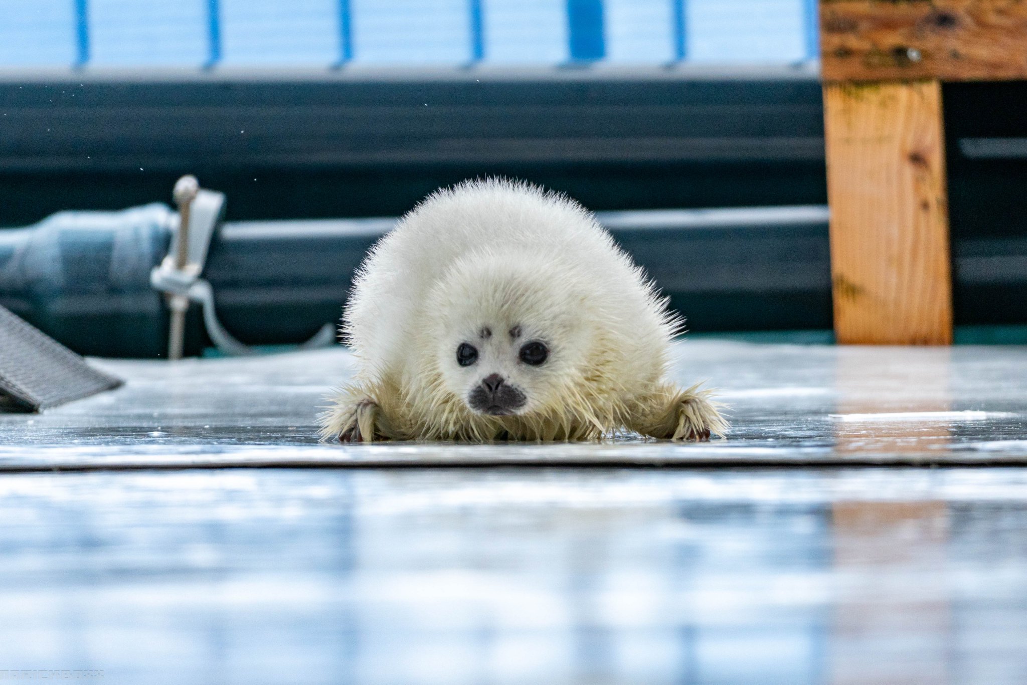 あざらし アザラシの「ジェット」公開｜城崎マリンワールド 水族館以上