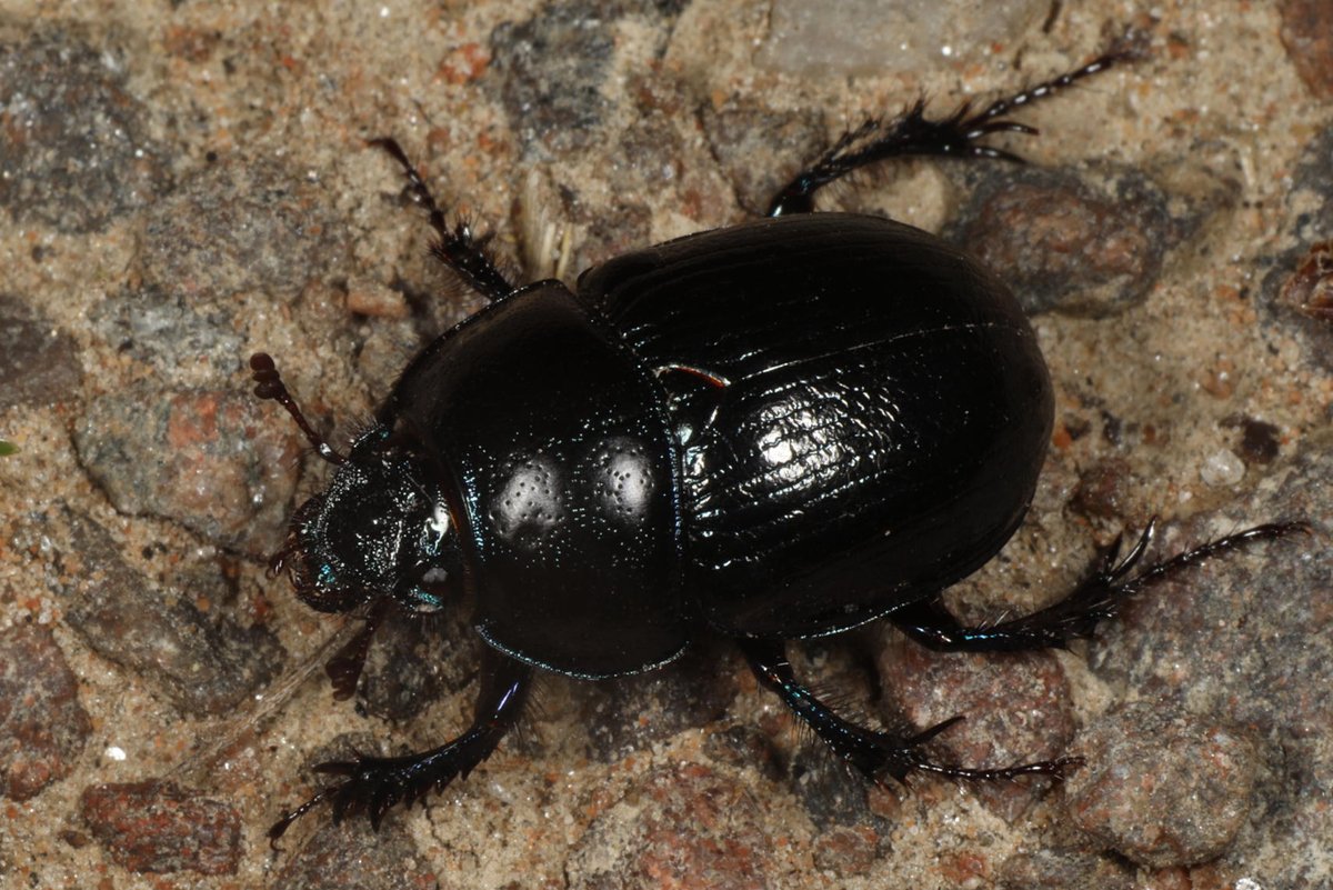 I photographed this dor beetle (Geotrupes stercorarius), in Glen Affric today. It's a dung beetle, &amp; therefore one of Nature's garbage collectors - females roll animal dung into their burrows as provision for their larvae to feed on as they develop.