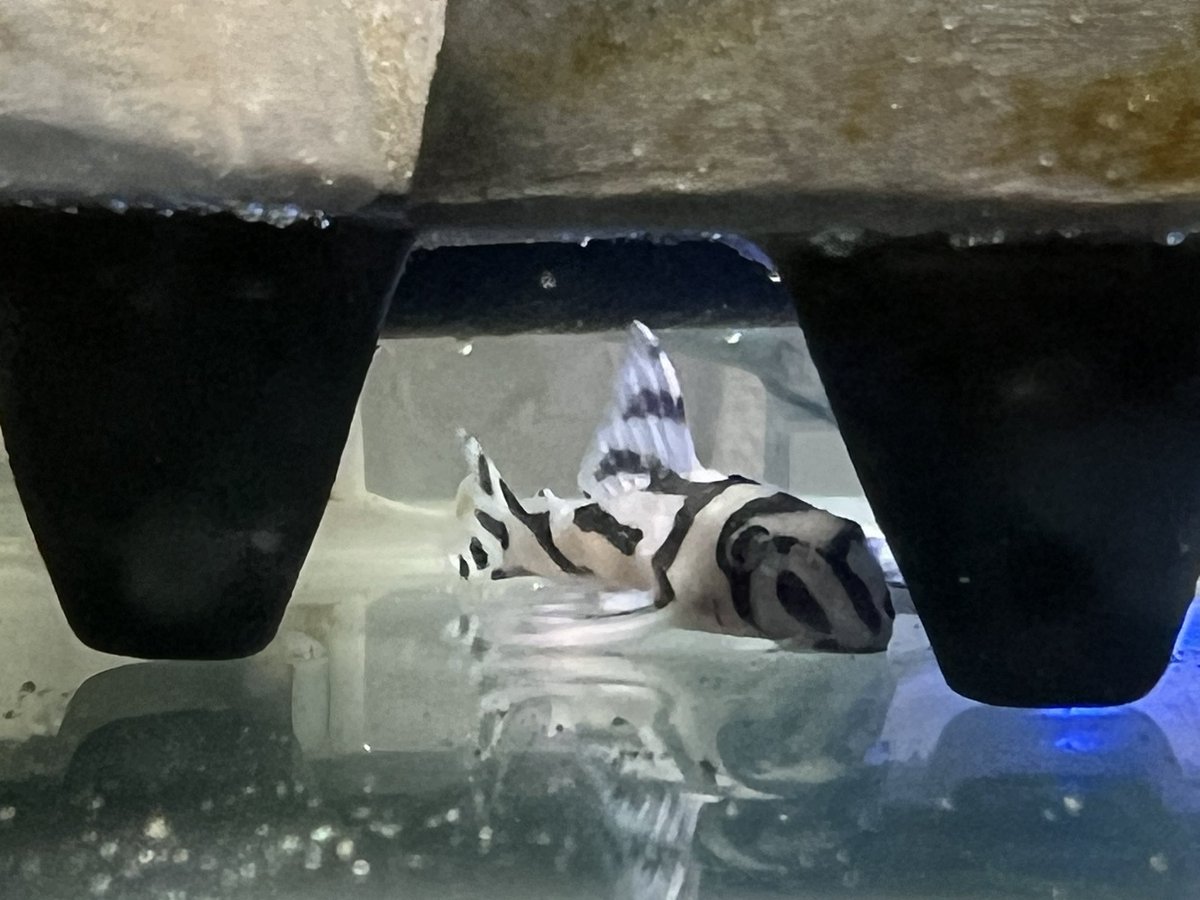 一本柳光唏(ぽんやな) tweet media