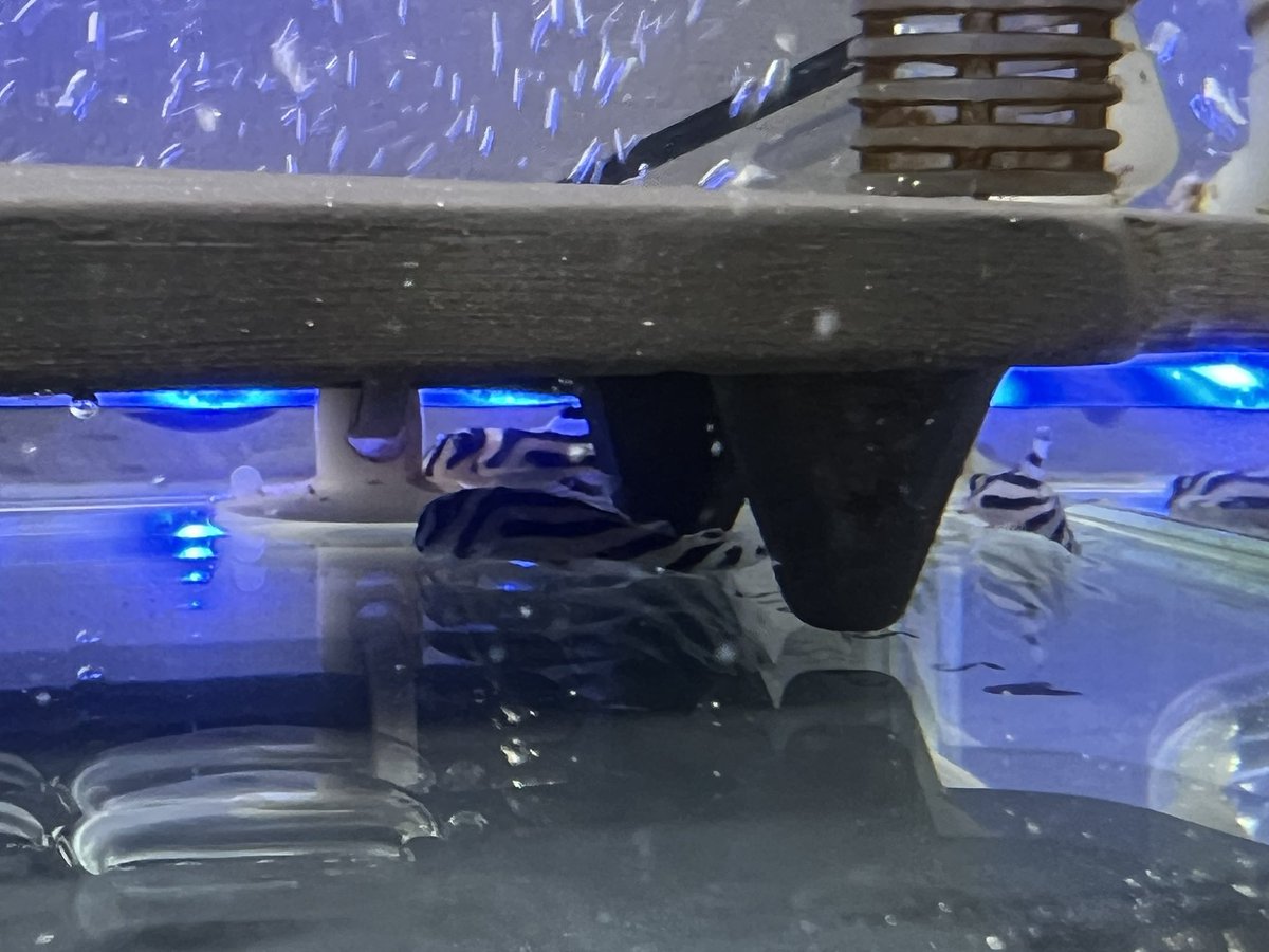 一本柳光唏(ぽんやな) tweet media