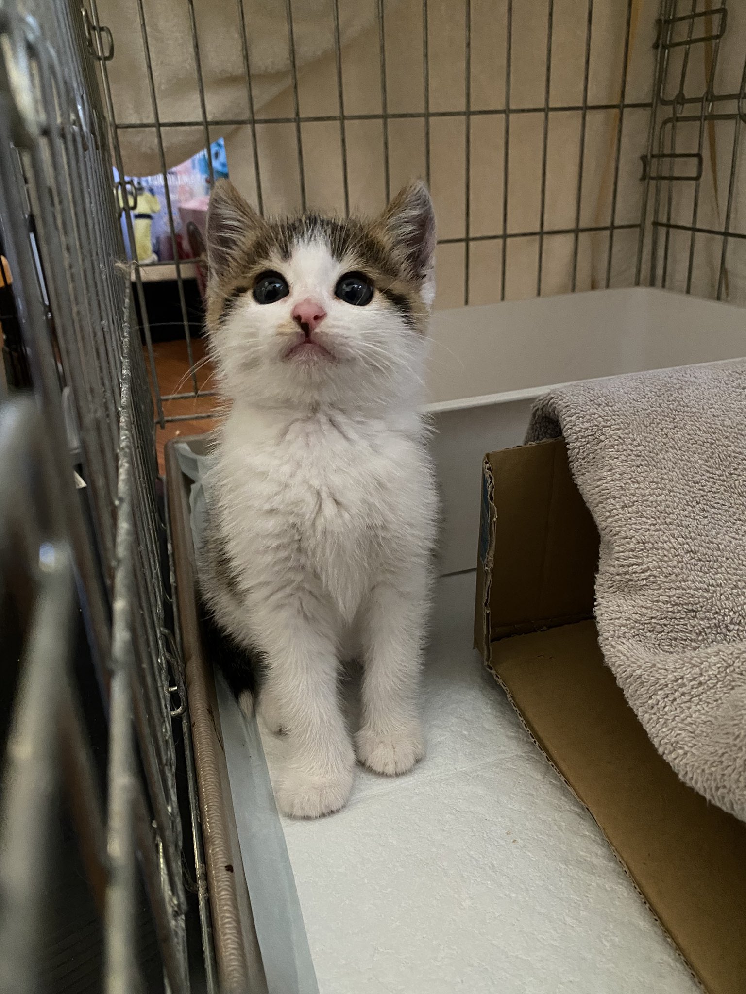 たしの猫 hq720.jpg?sqp=-
