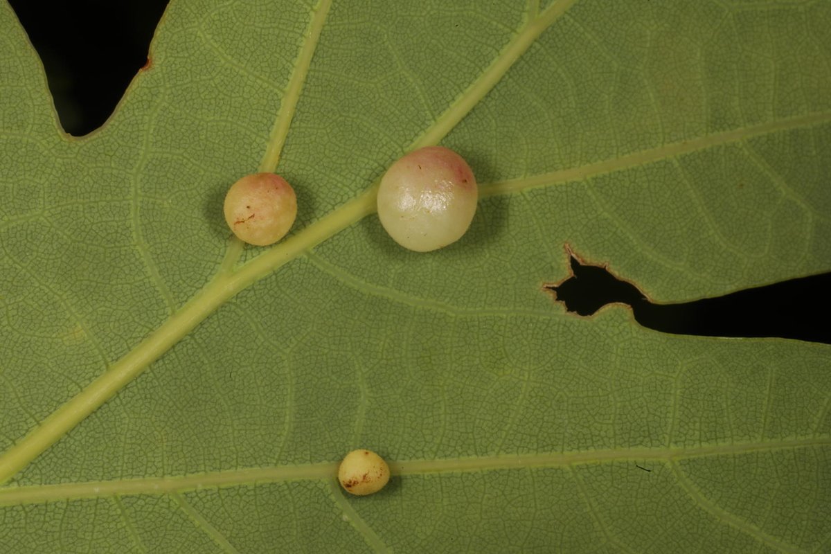 These are pea galls that have been induced by tiny wasps (Cynips divisa) on the underside of some leaves on an oak tree (Quercus petraea) in Glen Affric today. The wasps stimulate the tree to produce this abnormal growth, inside which the wasp larvae feed, safe from predators.
