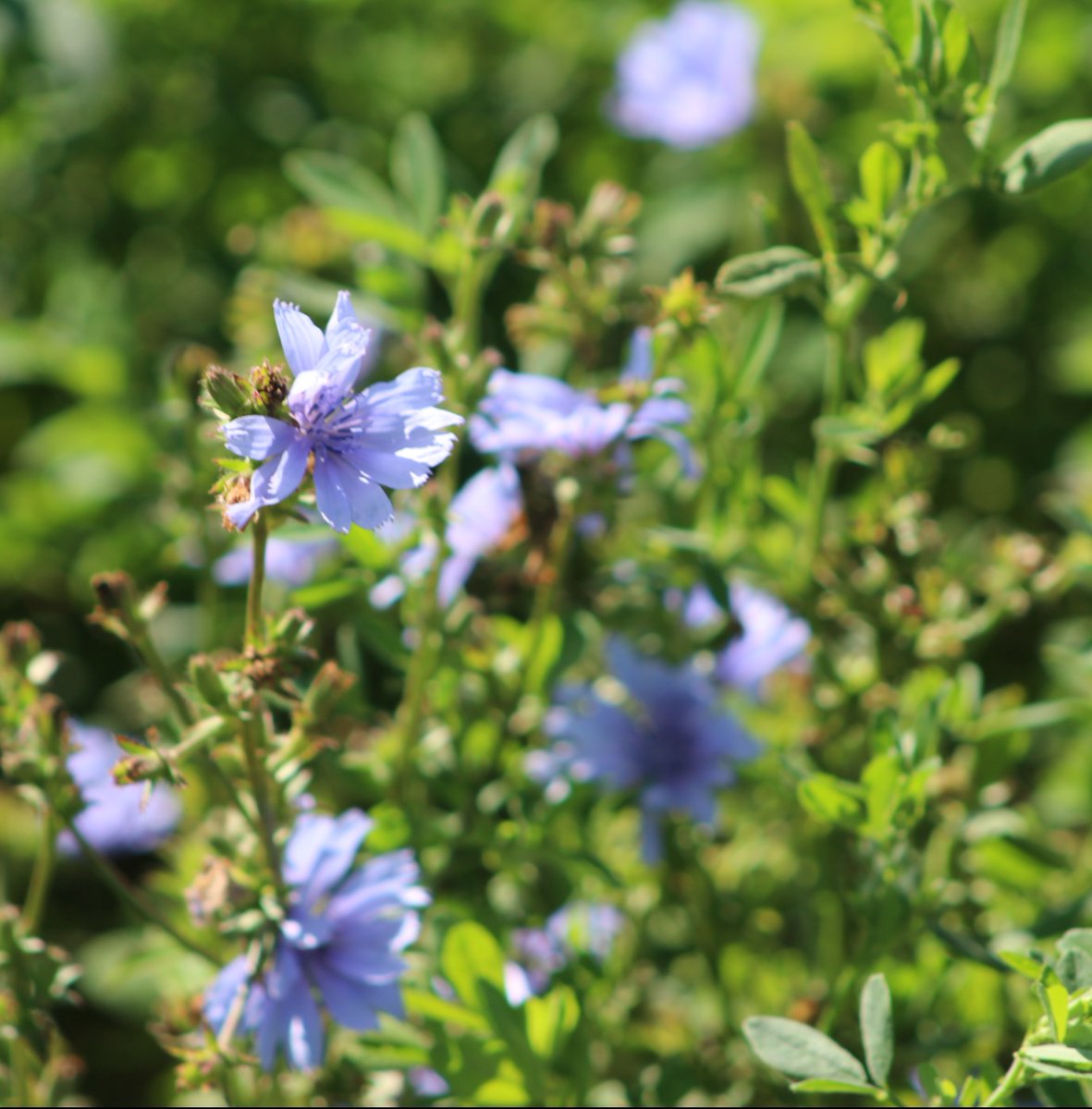 Before we know it August and September will be here and with it, an ideal window for planting perennials.

If you're looking for an all-in-one perennial pasture blend, look no further than the Cool Season Perennial Pasture Mix.

With a variety of legumes and an excellent lineup