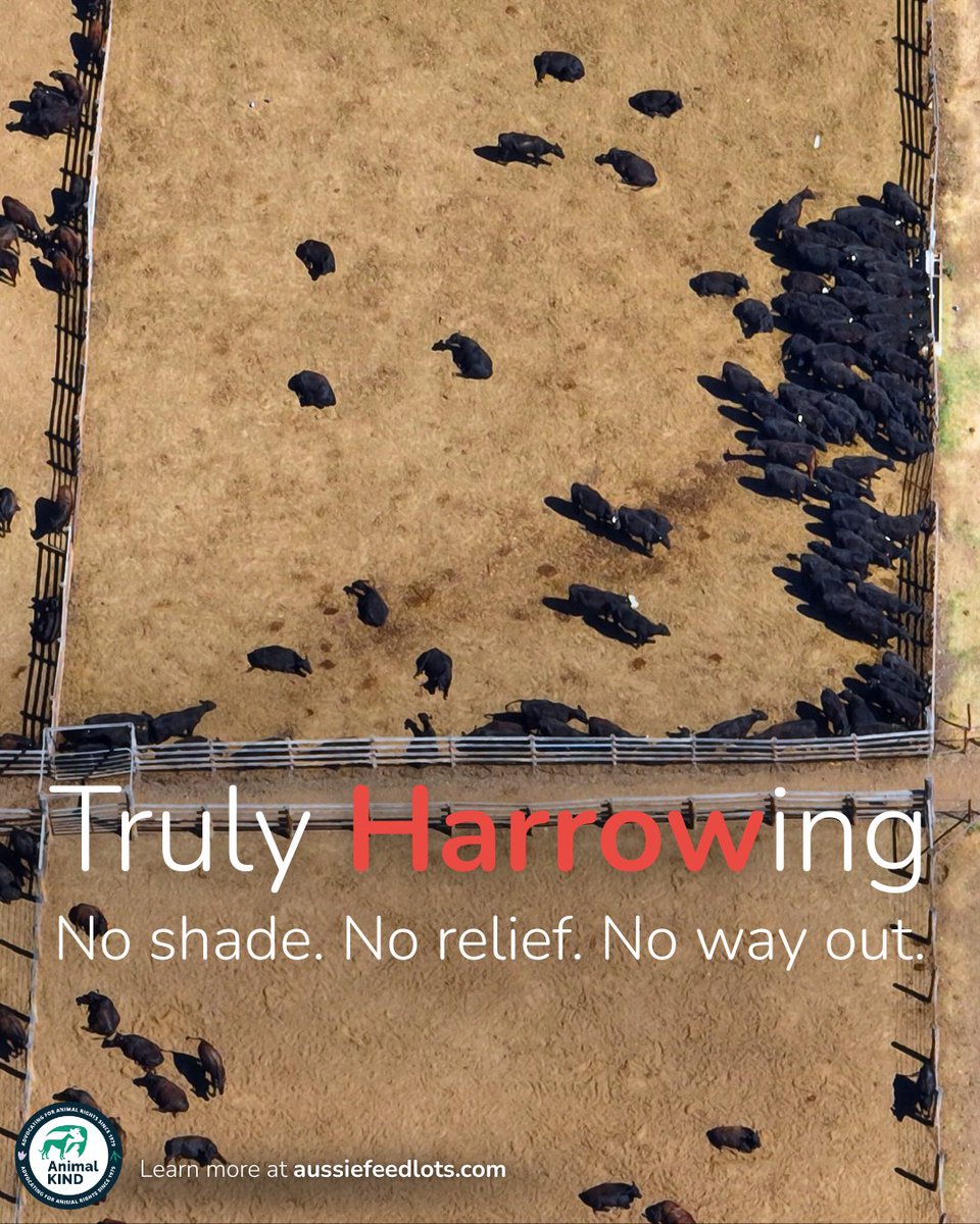 animalkind_aus's tweet image. “Wagyu” cattle spend up to 500 days in feedlots before slaughter — starting right here in Queensland at Harrow Feedlot, before enduring live export to another feedlot in Japan.

No shade. No enrichment. Just barren pens.

These cows are forced to live truly harrowing lives.