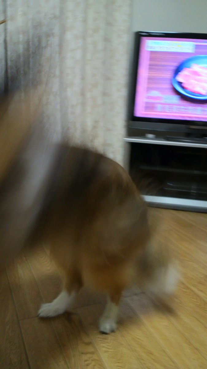 写真下手くそすぎる
※昔飼ってたわんこ