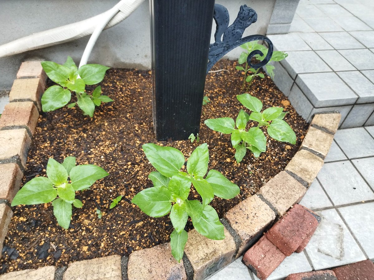 ひまわり日記🌻
我が家の花壇のひまわりさん達の成長記録。
種をまいてから約３週間。頑張ってます😊
