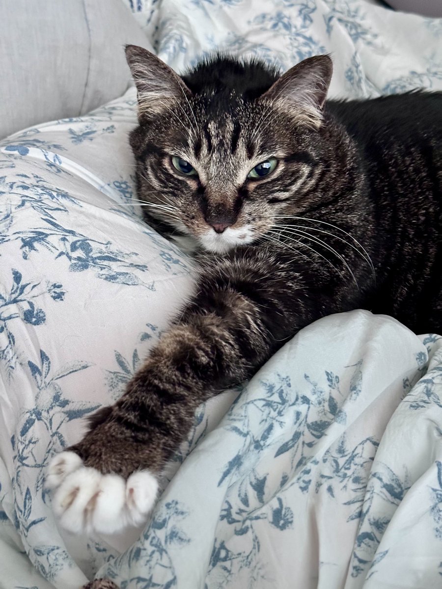Homil_the_cat's tweet photo. 내 다리를 베고 끝내주는 잠을 자서 부스스한 고양이��� 밤새 못 뒤척인 나 https://t.co/VtLkd8DsLN