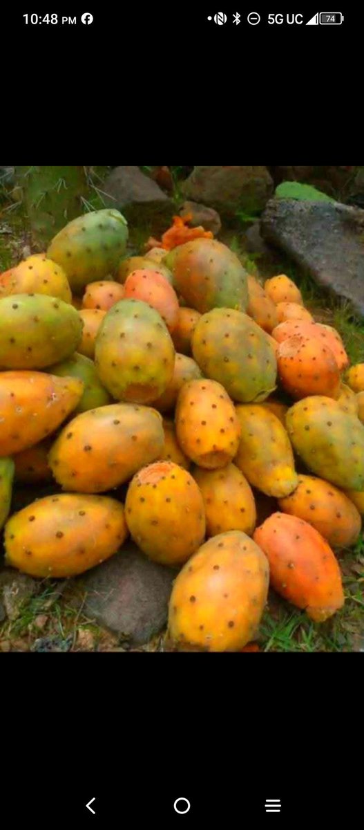 yemaneokubazghi's tweet photo. ንቀደም ደቂ ኤረይ በለስ ዓርበረብዕ 🇪🇷🇪🇷🇪🇷🇪🇷🇪🇷🇪🇷 https://t.co/TfRPancO1g