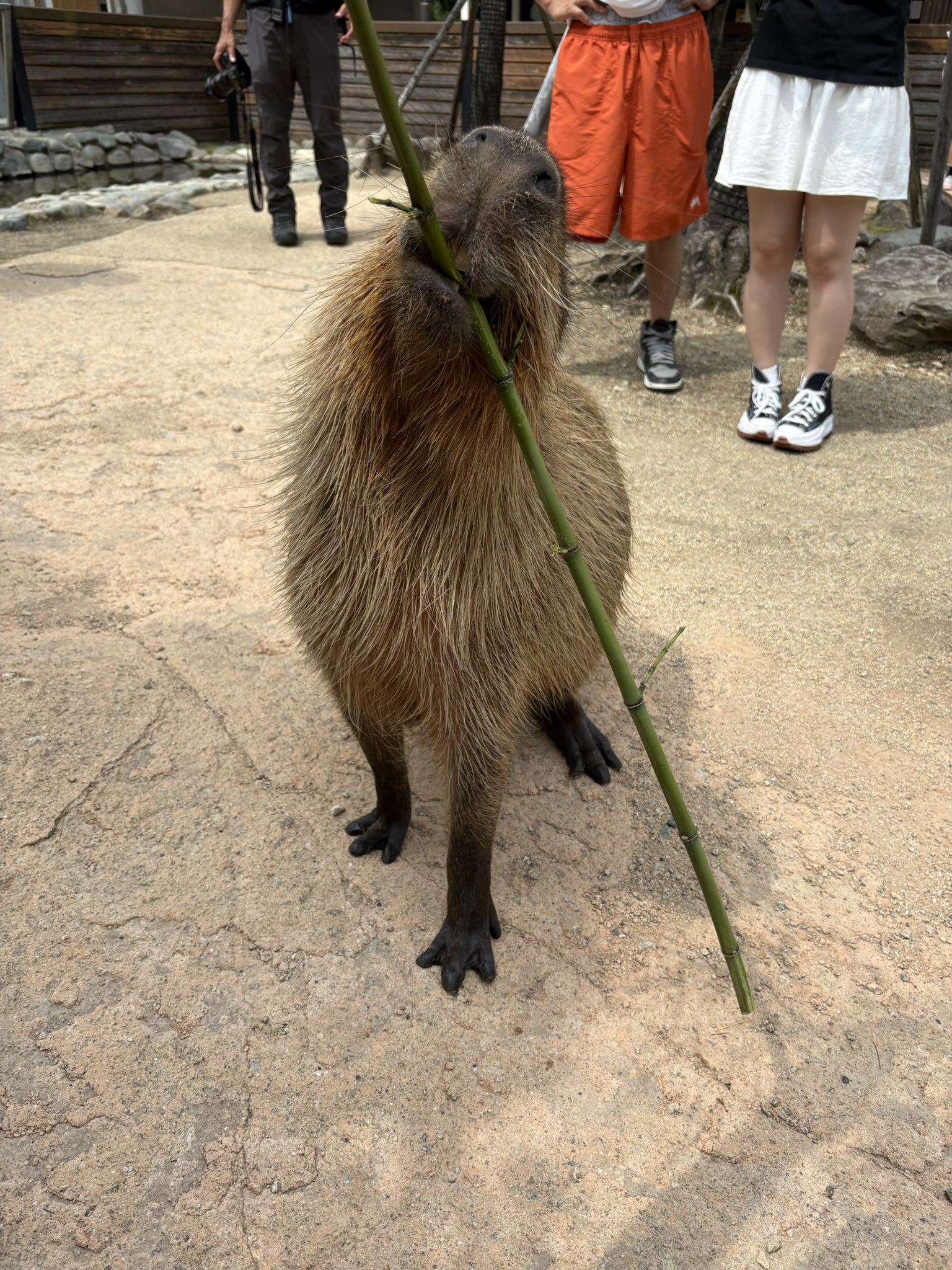 かぴばら3 (@kapibara334) / X